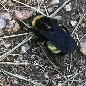 Meet your Posher, Becca